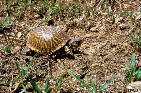 Box turtle